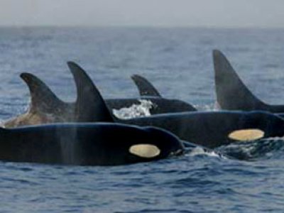 San Juan Islands - 